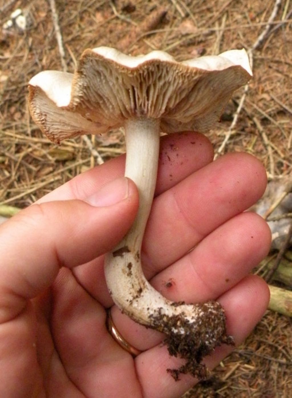 Inocybe o Entoloma?